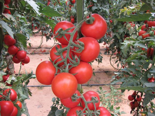 Patrick WIS cluster type tomato